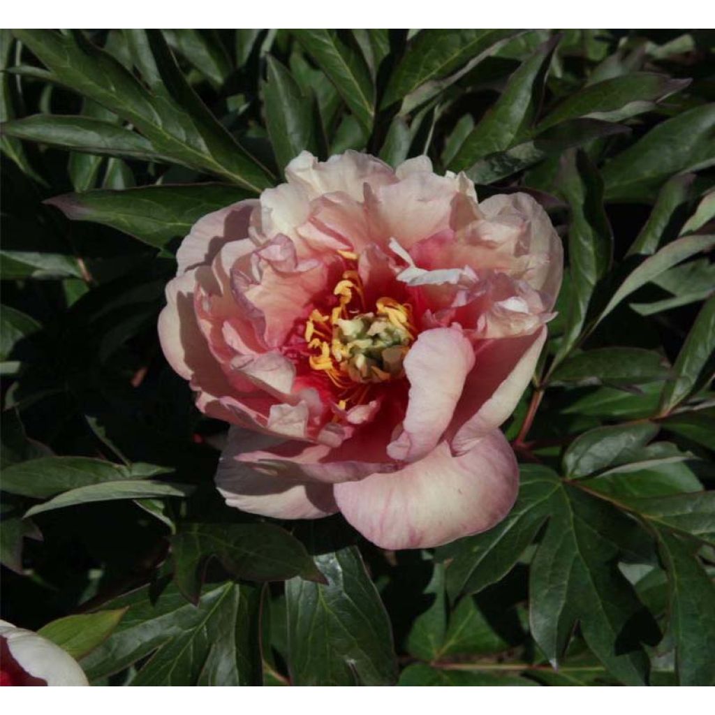 Pivoine Itoh Canary Brillant