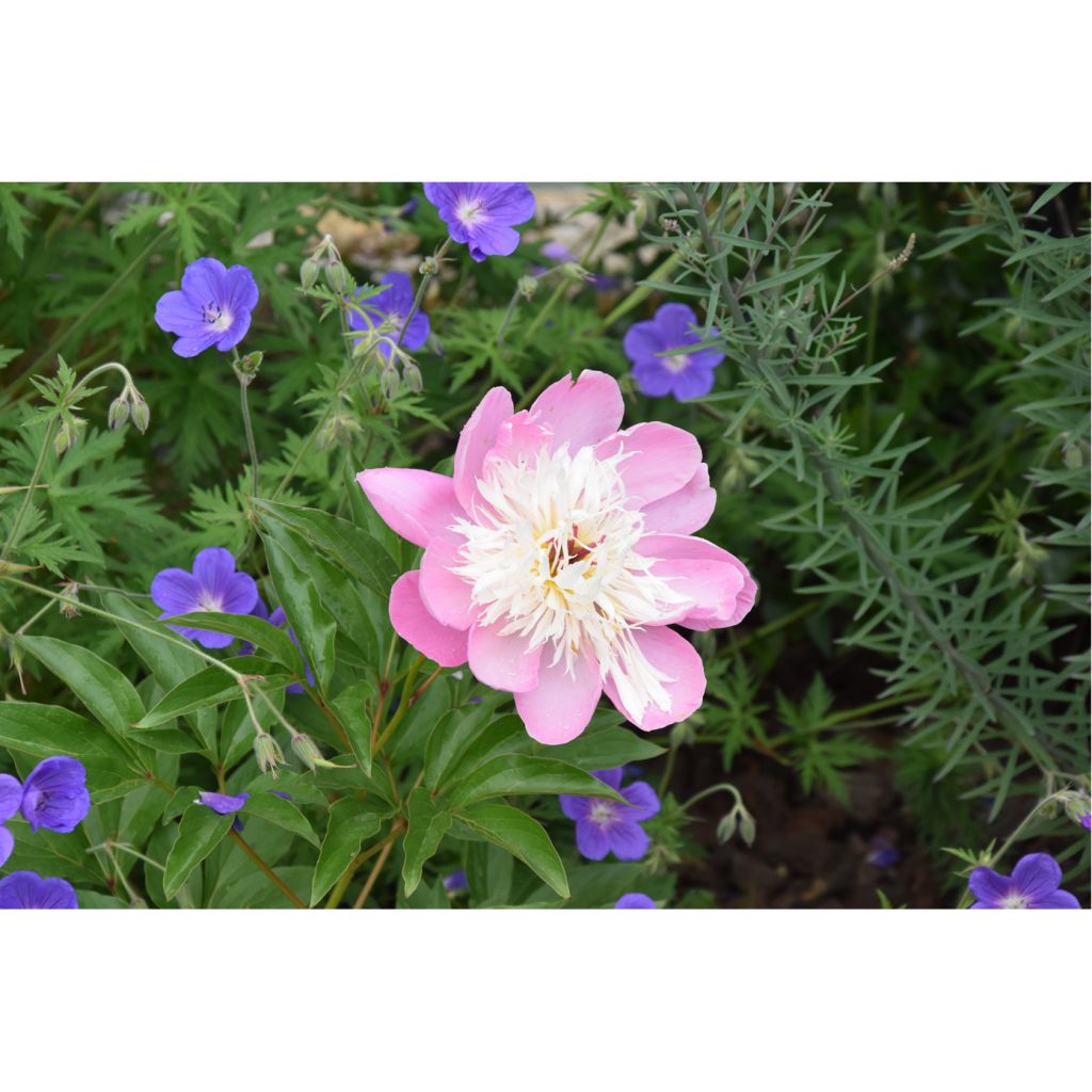 Pivoine lactiflora Bowl of Beauty