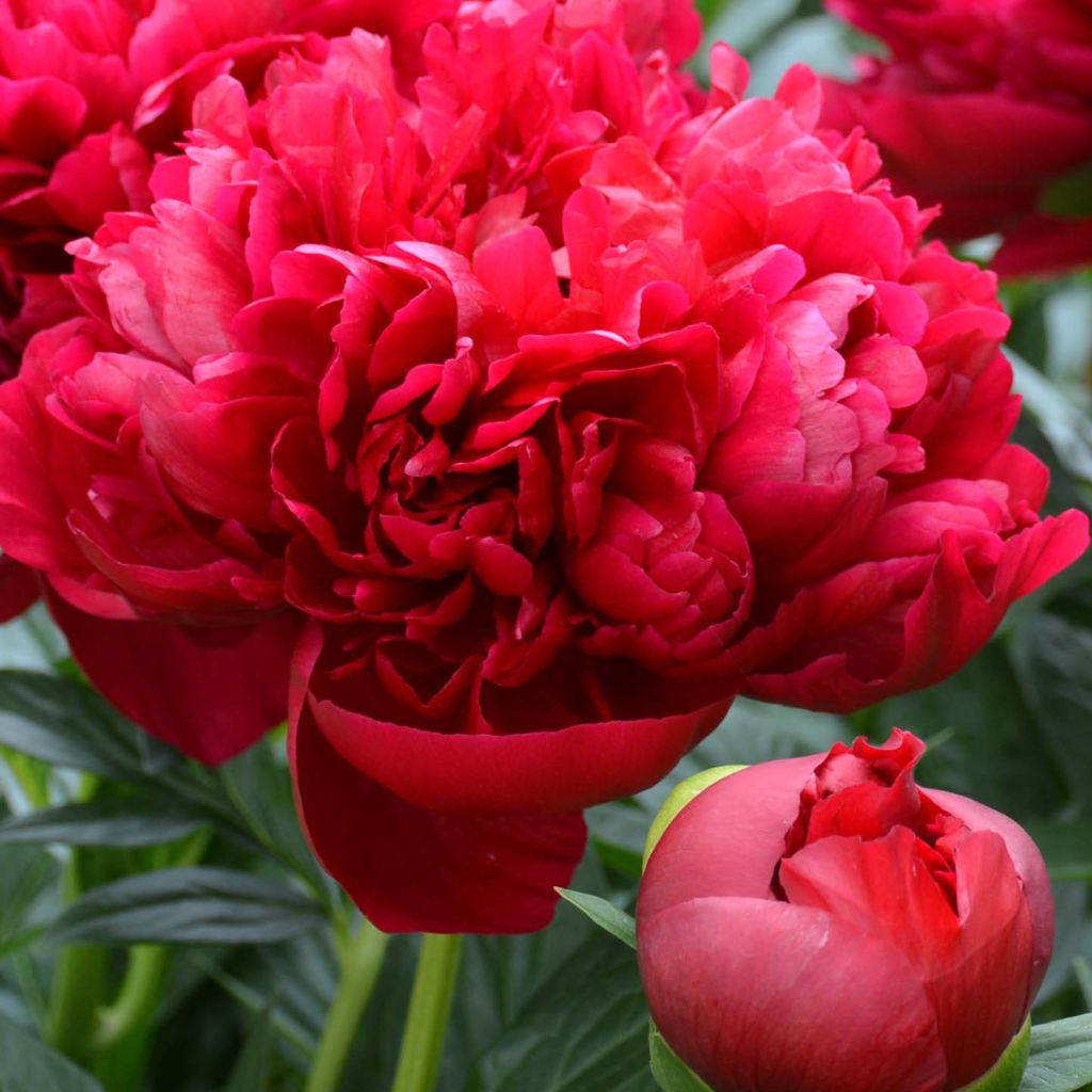 Pivoine lactiflora Henry Bockstoce 