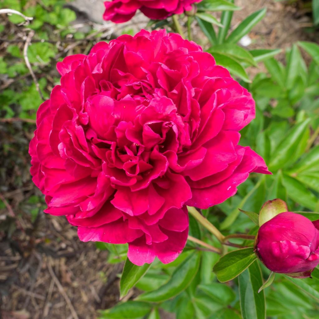 Pivoine lactiflora Louis Van Houtte