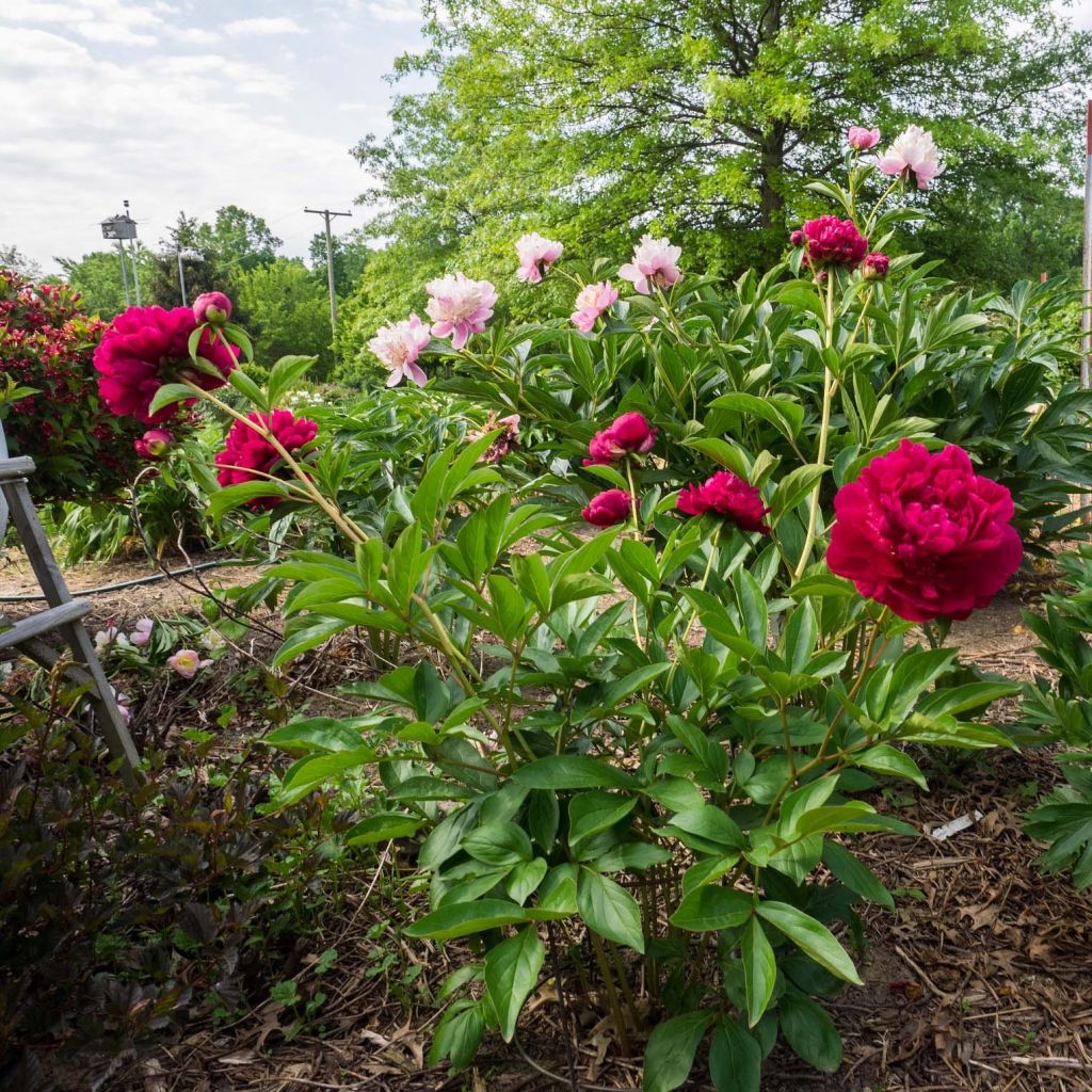 Pivoine lactiflora Louis Van Houtte