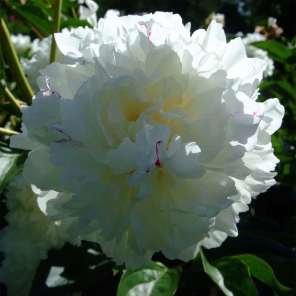 Pivoine lactiflora Solange