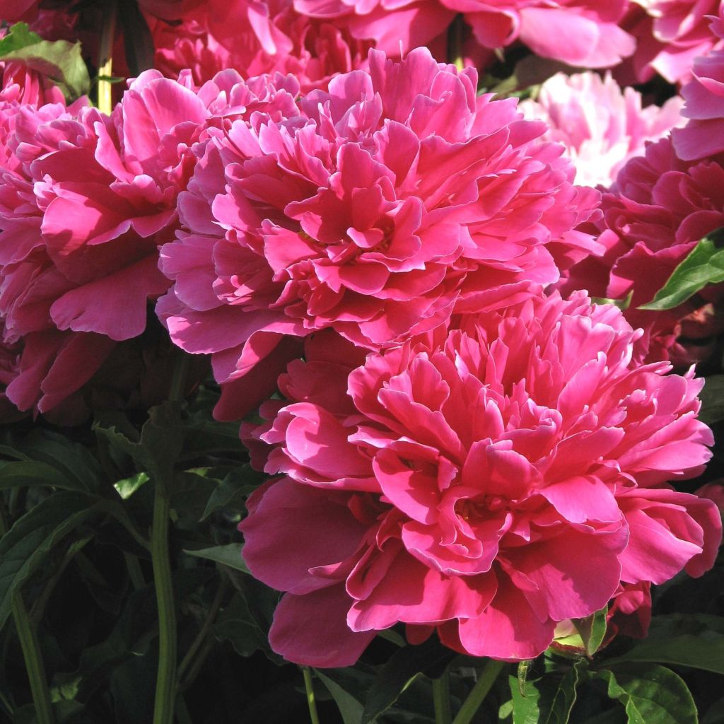 Pivoine lactiflora Victoire de la Marne