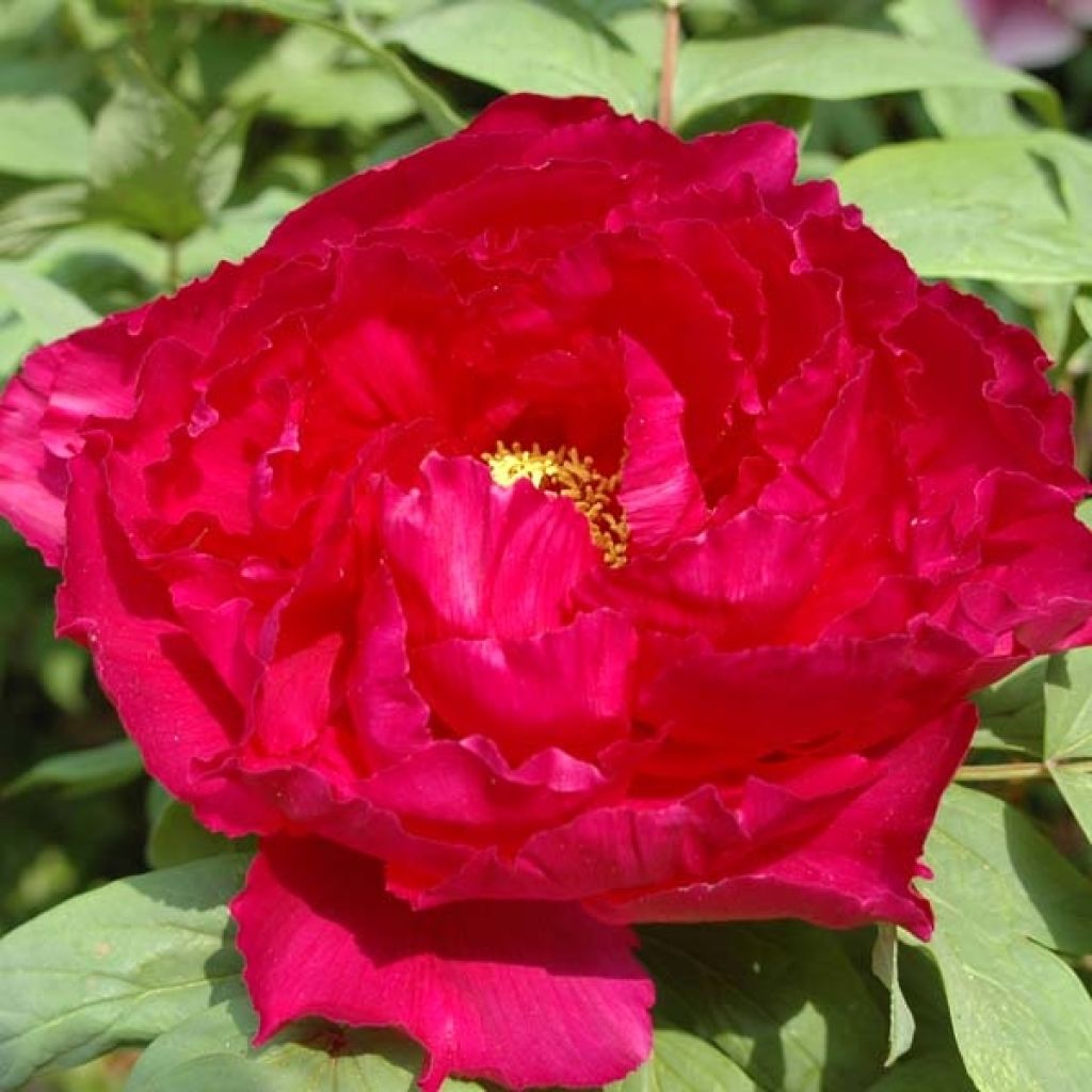 Pivoine suffruticosa Red