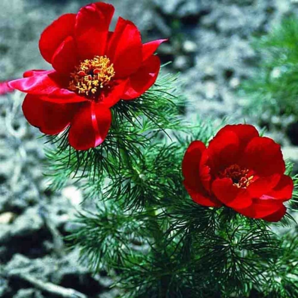 Pivoine Botanique tenuifolia