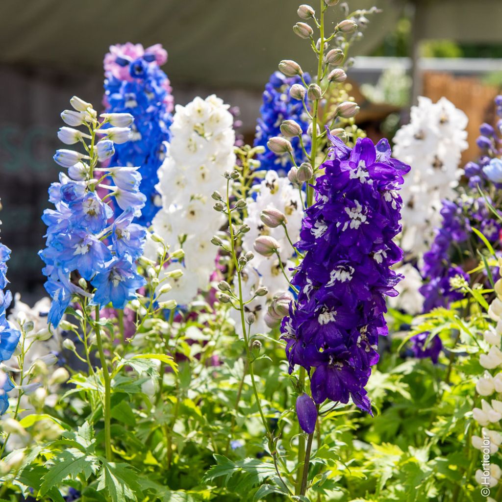 Graines de Delphinium Magic Fountain mix - Pied d'alouette hybride en mélange