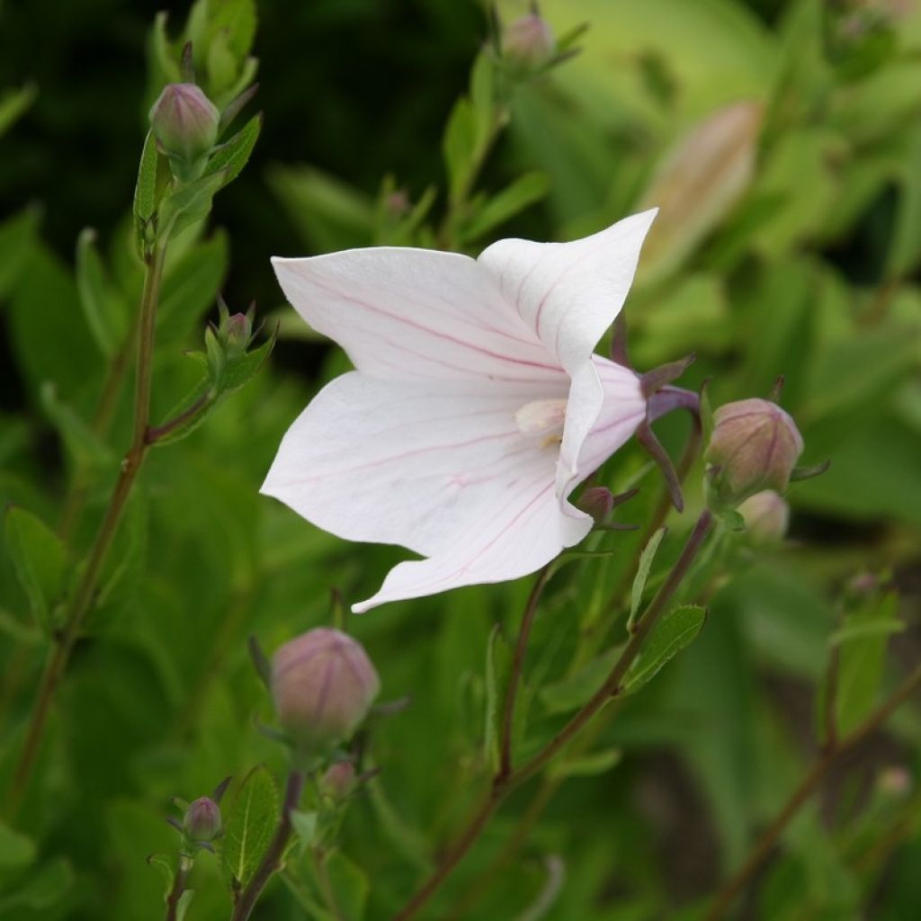 Platycodon grandiflorus Perlmutterschale