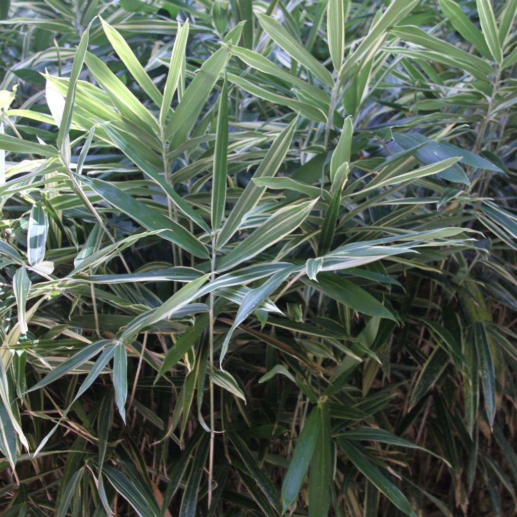 Pleioblastus fortunei Variegatus - Bambou nain