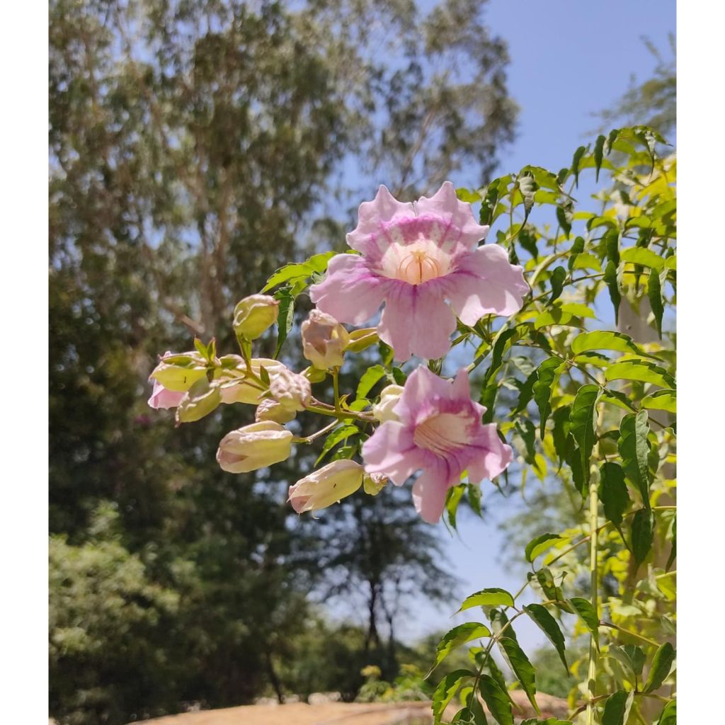 Podranea ricasoliana - Bignone rose