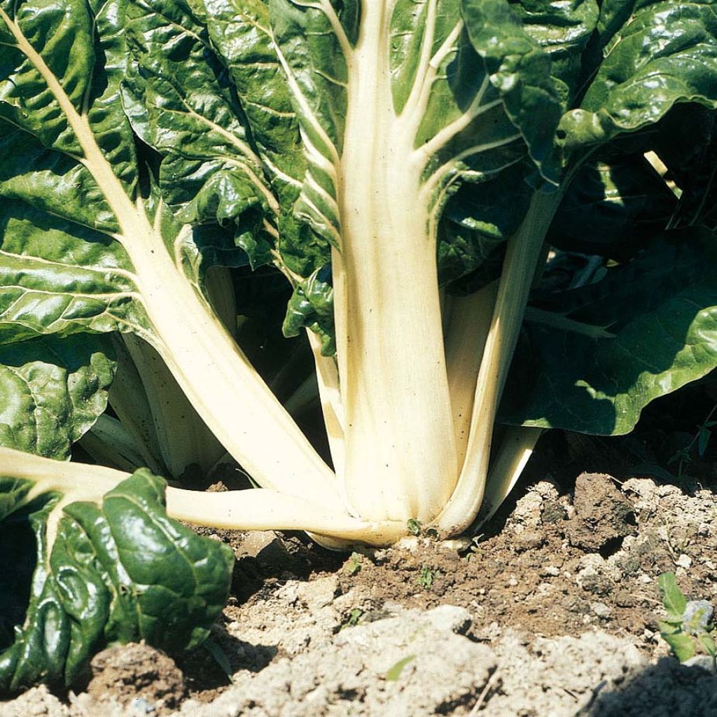 Poirée verte à carde blanche 3 Bio 