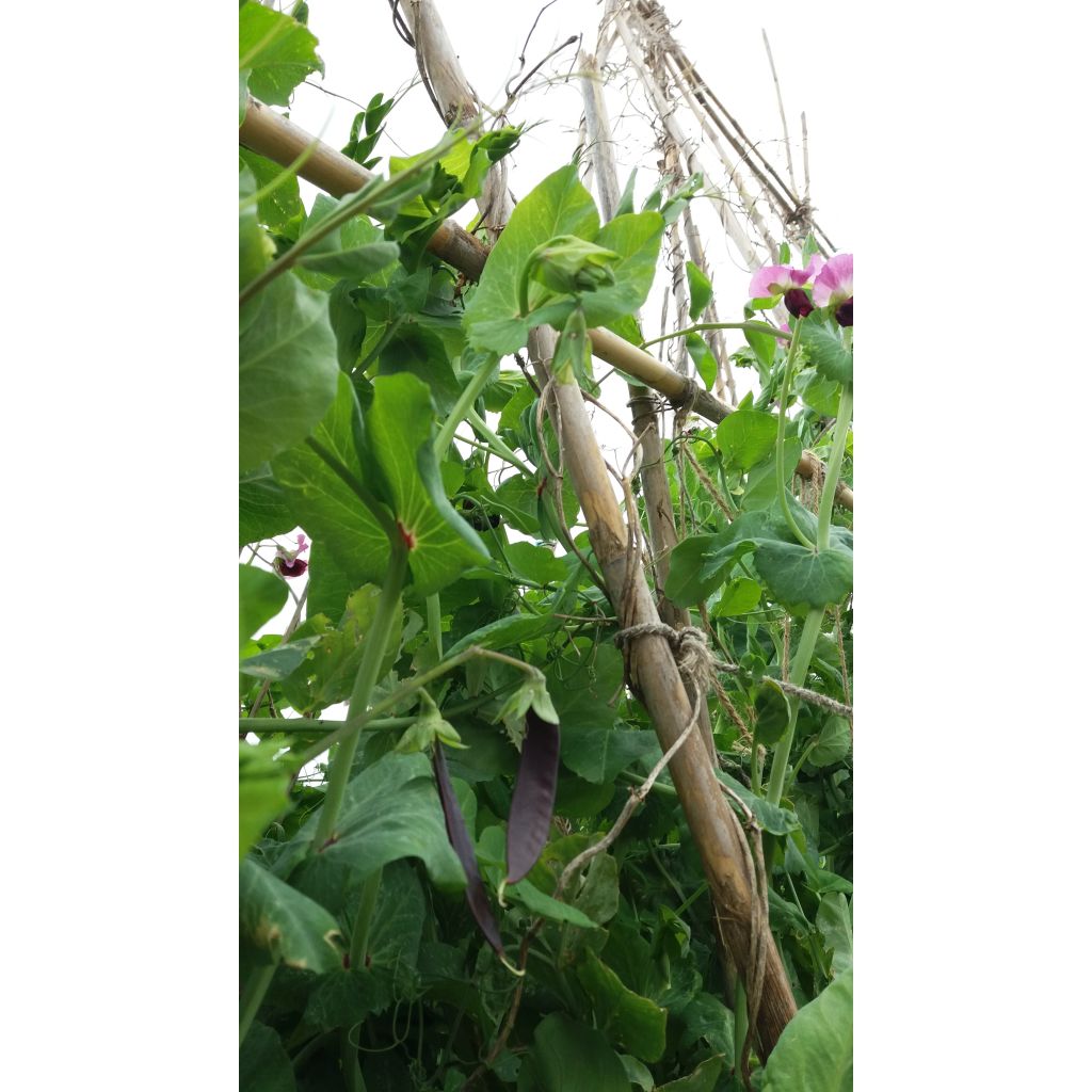 Pois à rames Blauwschokker à cosses violettes - Pisum sativum