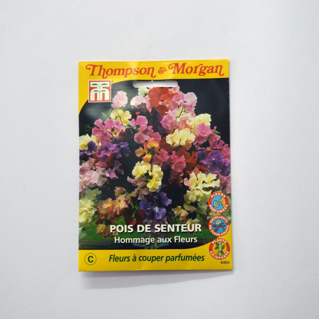 Graines de Pois de Senteur Hommage aux Fleurs - Lathyrus odoratus grandiflora