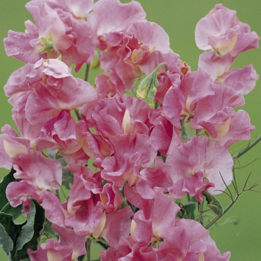 Pois de Senteur Mrs. R. Bolton  - Lathyrus odoratus