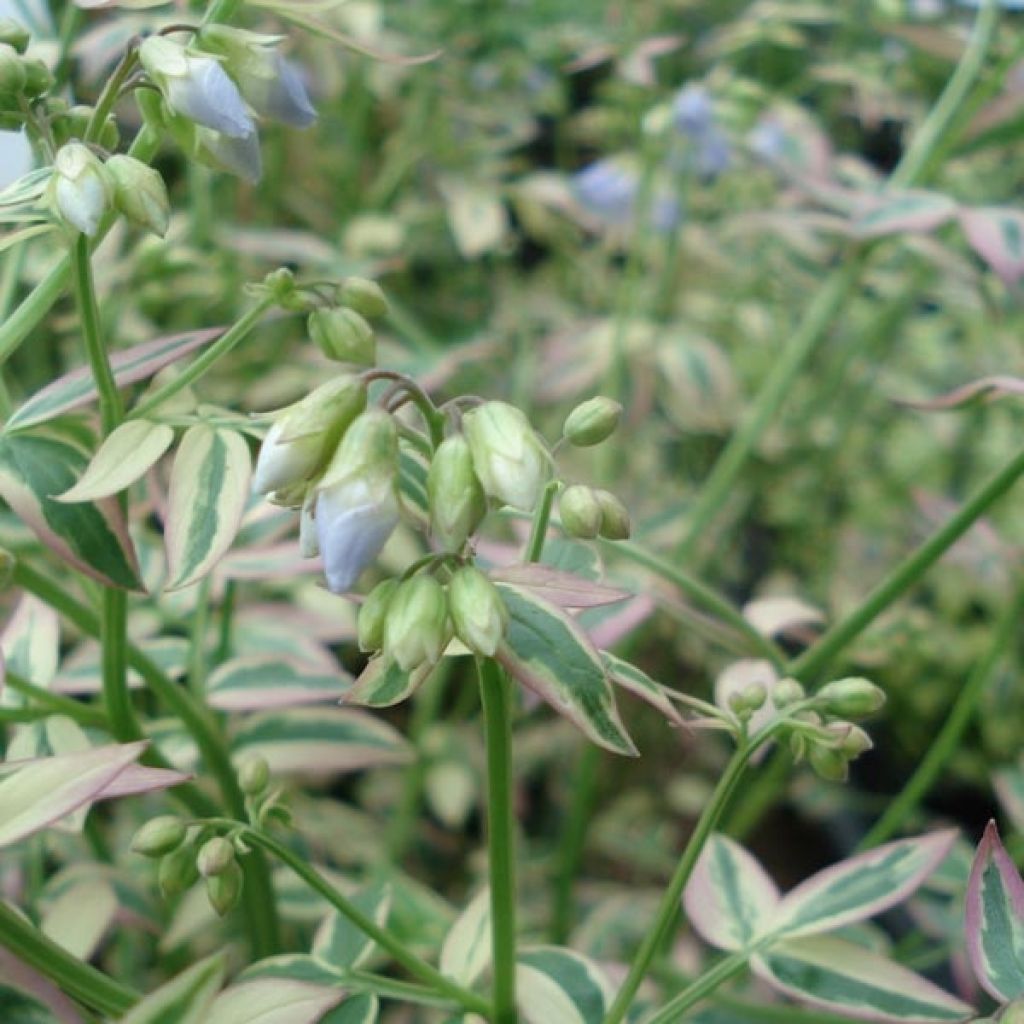 Polemonium Stairway to Heaven