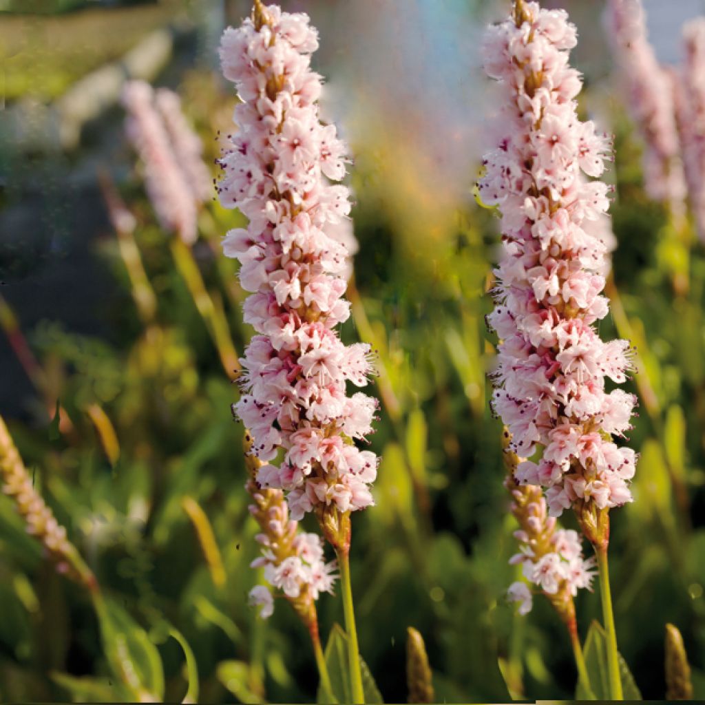 Renouée - Persicaria affinis Donald Lowndes