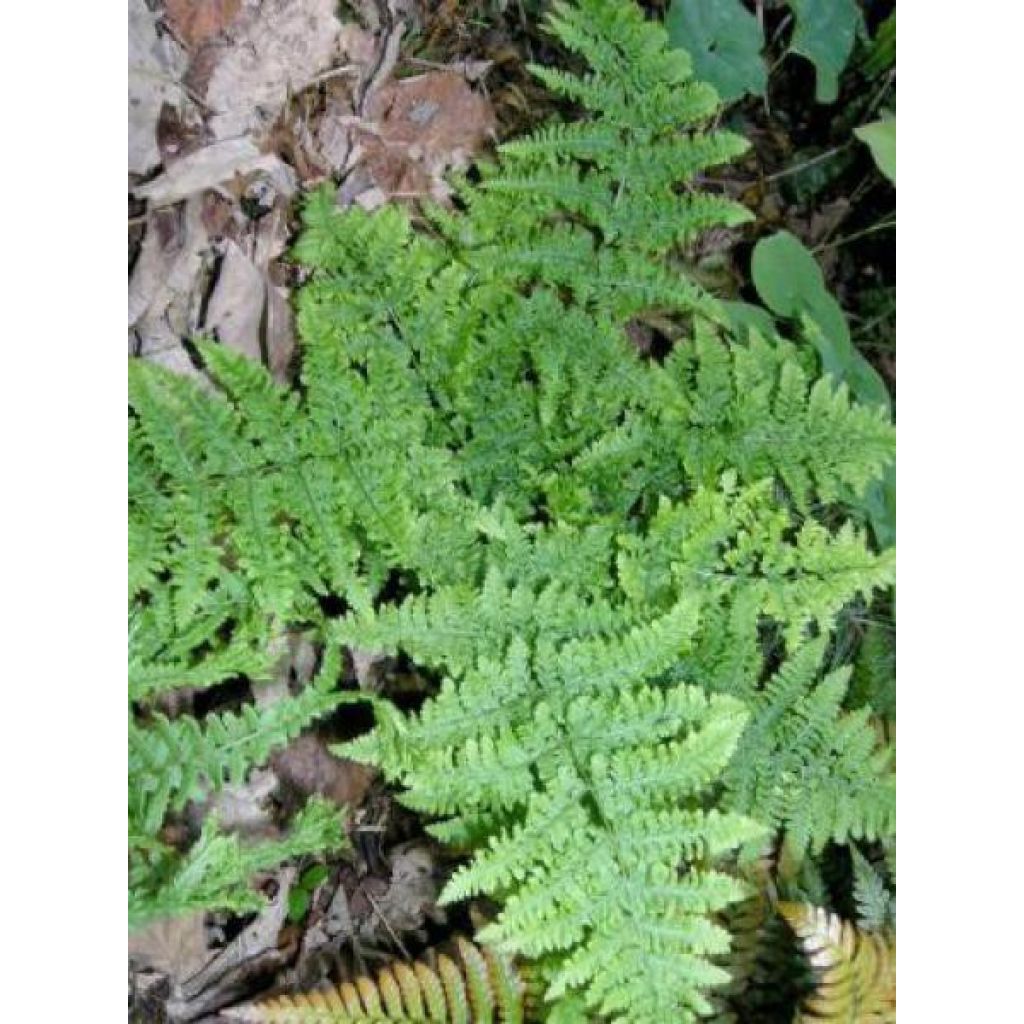 Dryopteris dilatata Crispa Whiteside - Fougère