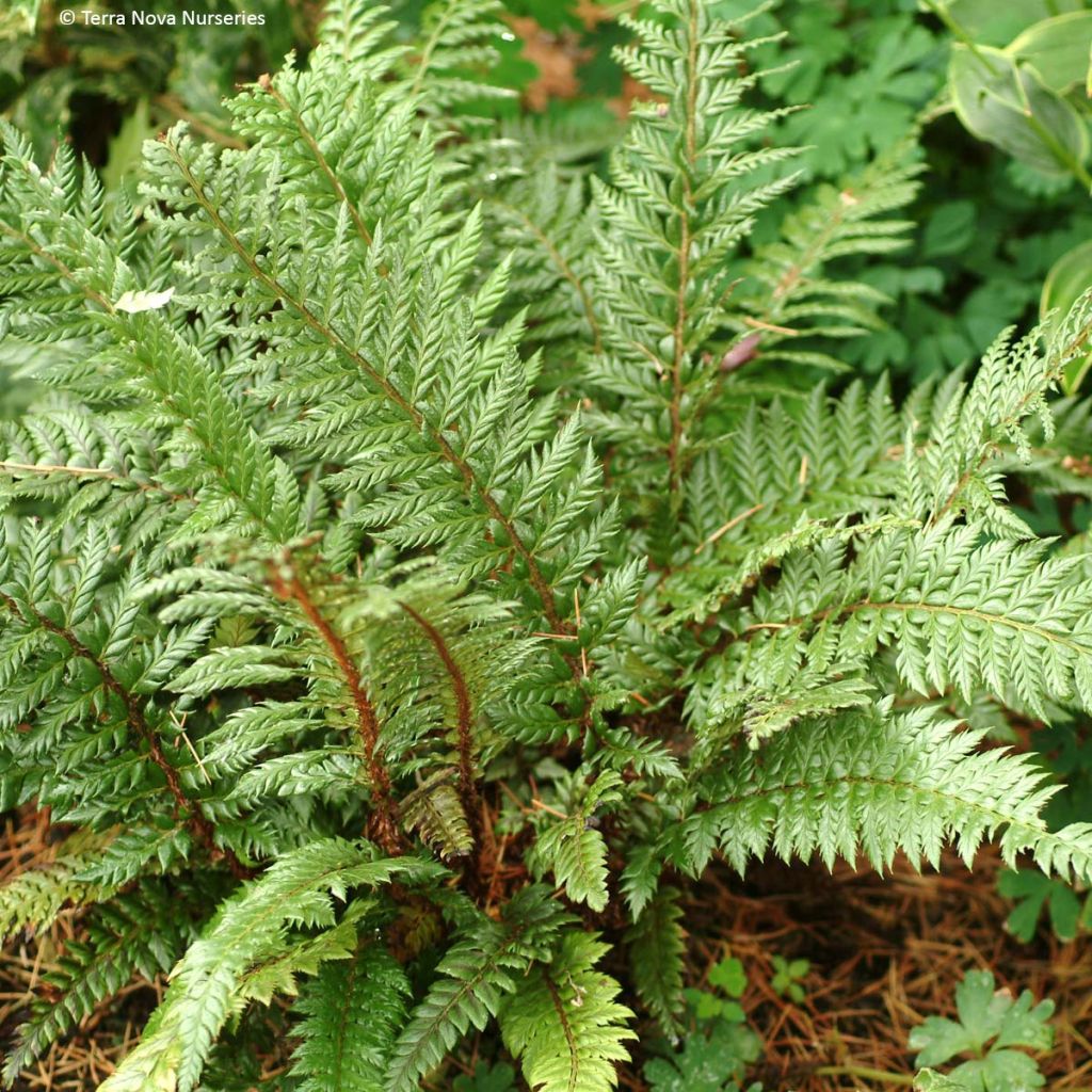 Polystichum Shiny Holy Fern - Fougère persistante