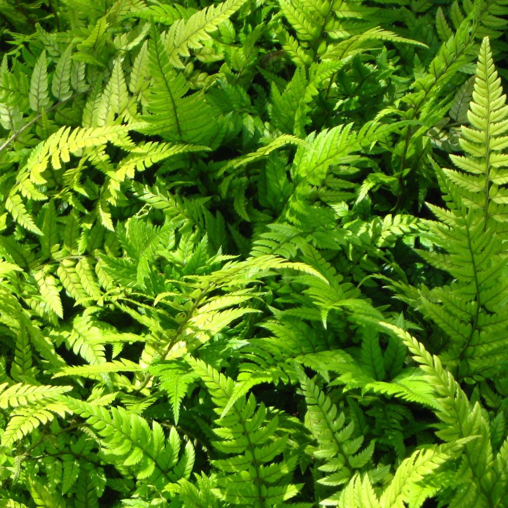 Polystichum tsus-simense - Aspidie, fougère