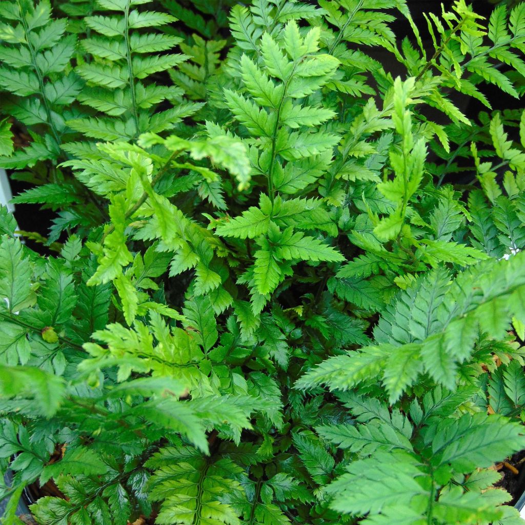 Polystichum tsus-simense - Aspidie, fougère