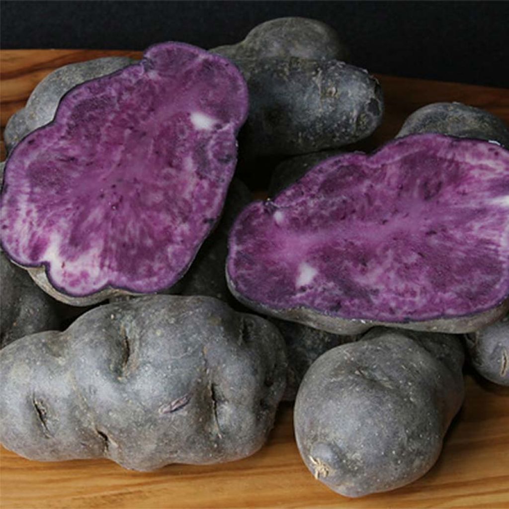 Pommes de terre Vitelotte - Solanum tuberosum