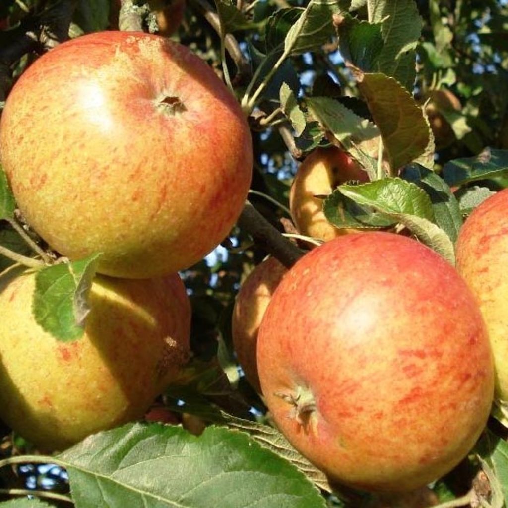 Pommier Cox Orange - Malus domestica