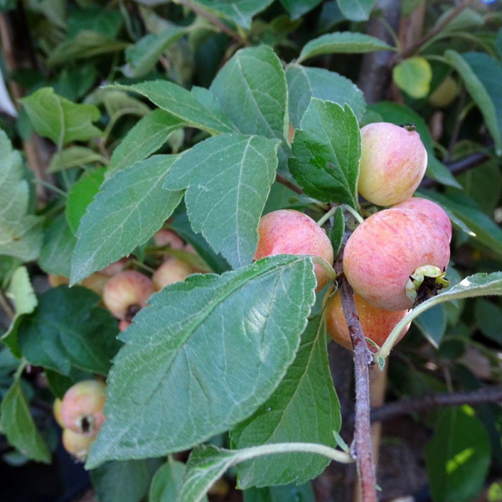 Pommier d'ornement - Malus Perpetu Evereste