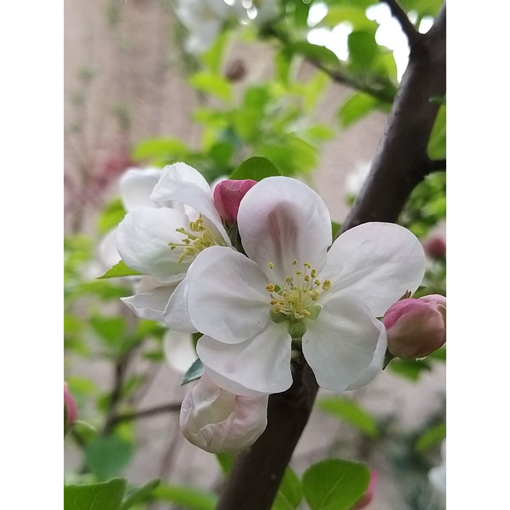 Pommier d'ornement - Malus Perpetu Evereste