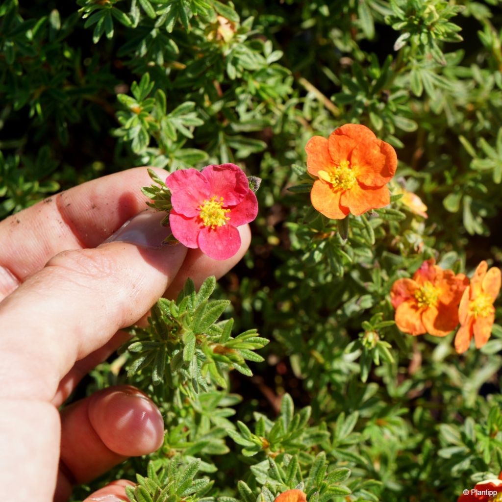 Potentilla fruticosa Danny Boy - Potentille arbustive à fleurs simples rose framboise