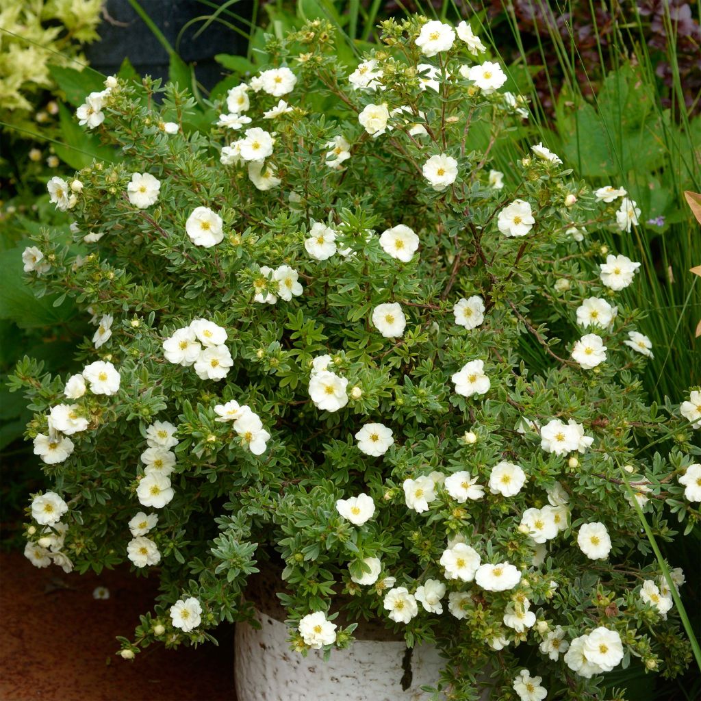 Potentille arbustive - Potentilla fruticosa Double Punch Cream