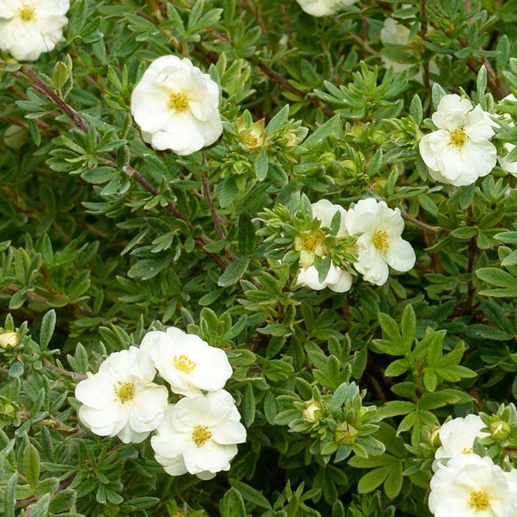 Potentille arbustive - Potentilla fruticosa Double Punch Cream