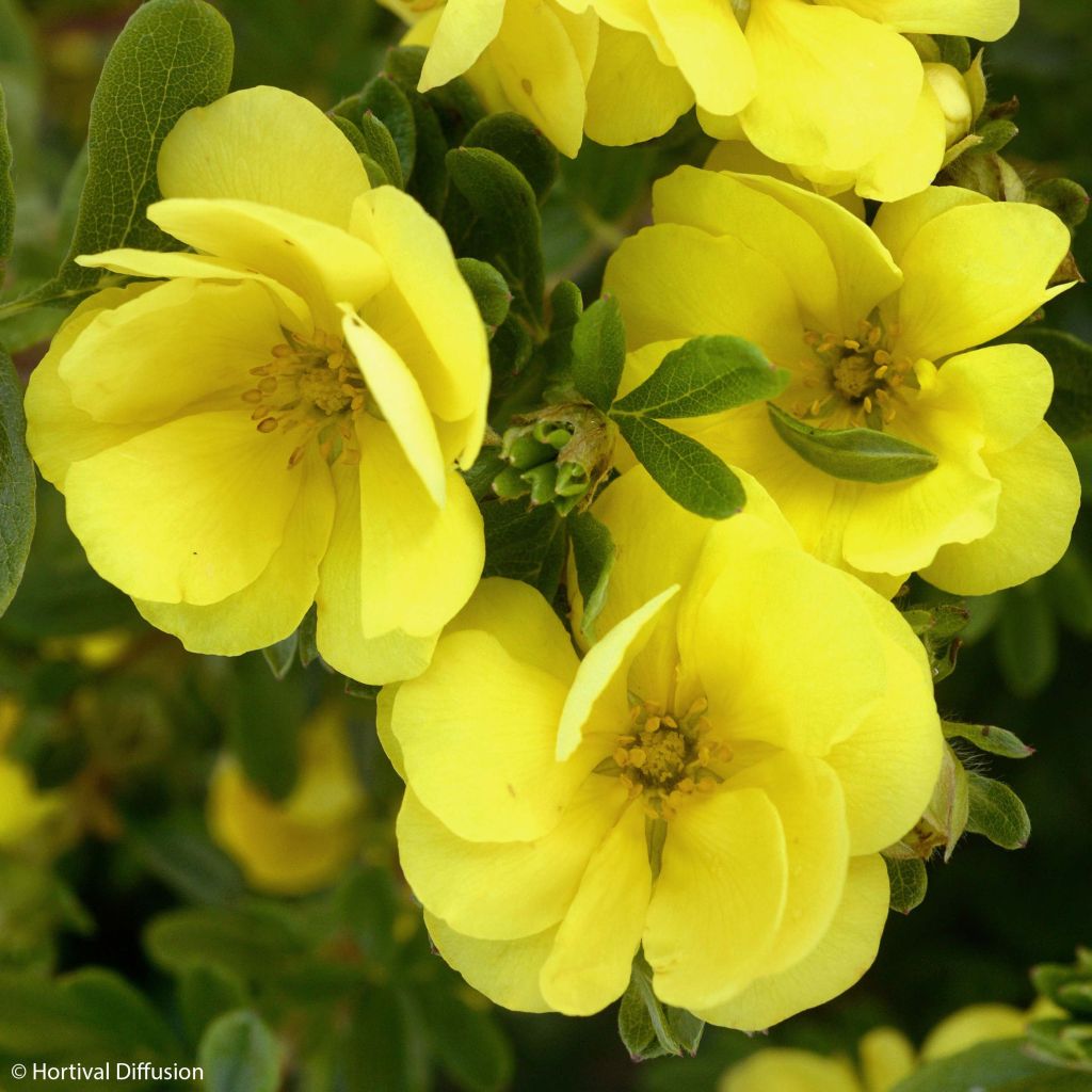 Potentille arbustive - Potentilla fruticosa Double Punch Gold