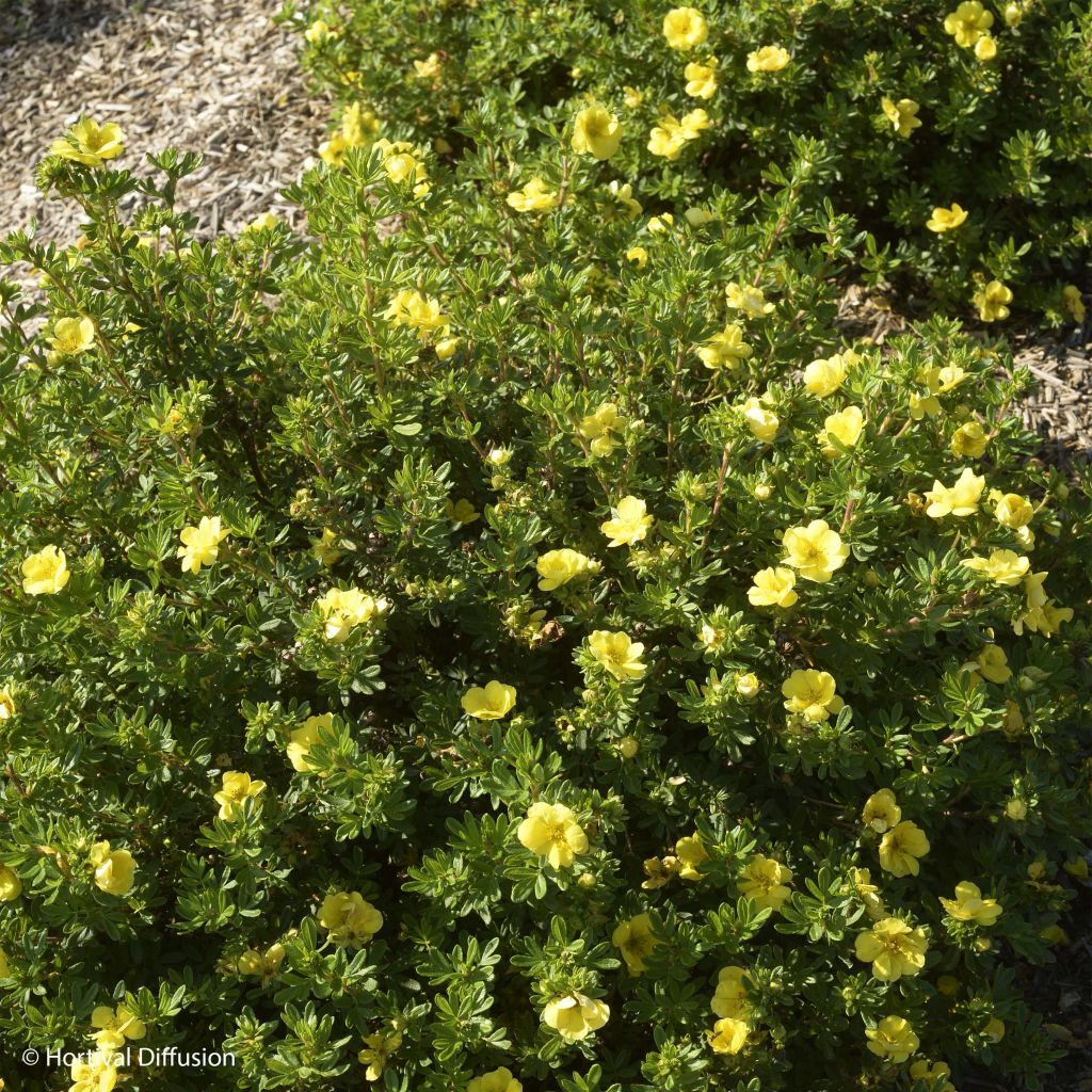 Potentille arbustive - Potentilla fruticosa Double Punch Gold