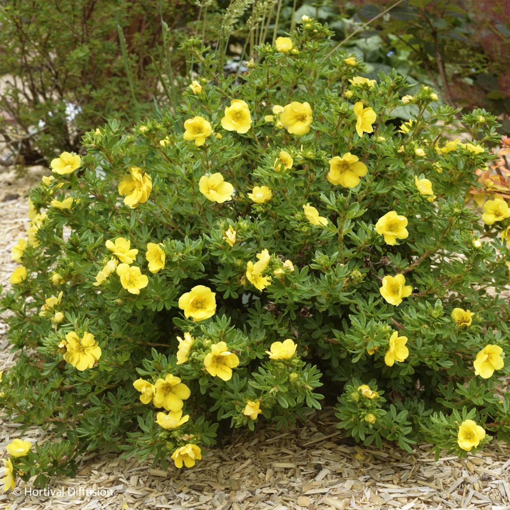 Potentille arbustive - Potentilla fruticosa Double Punch Gold