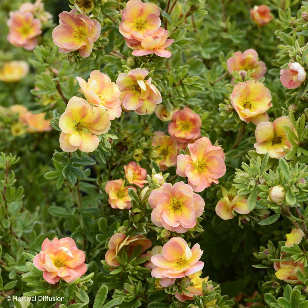 Potentille arbustive - Potentilla fruticosa Double Punch Peach