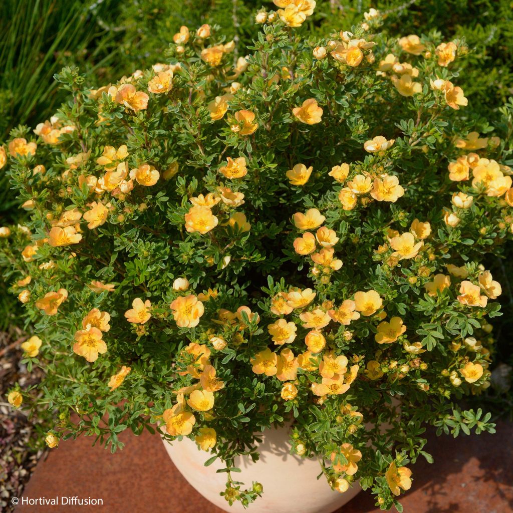 Potentille arbustive - Potentilla fruticosa Double Punch Peach