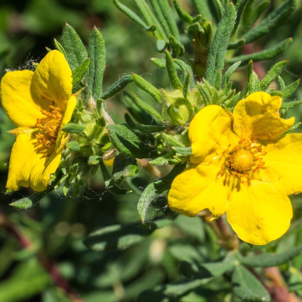 Potentille arbustive - Potentilla fruticosa Elisabeth