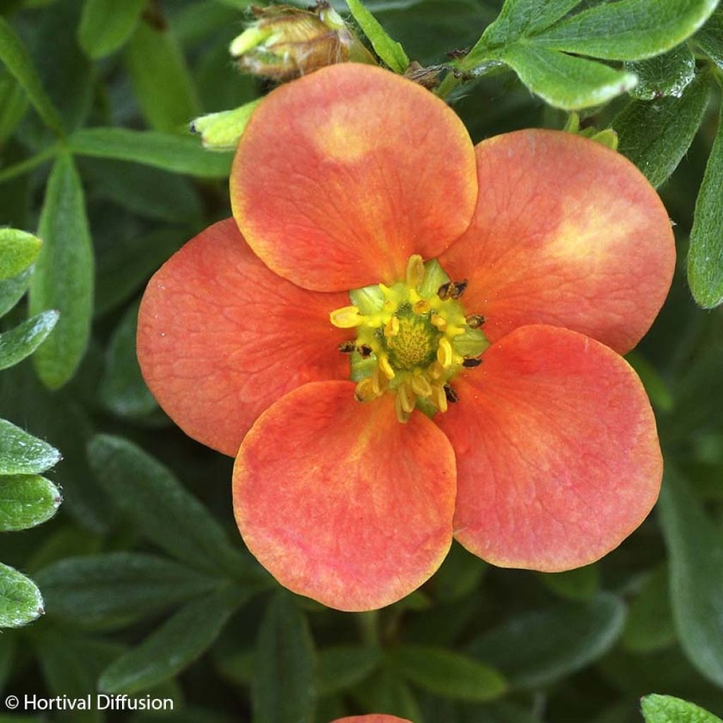 Potentille arbustive - Potentilla fruticosa Red'issima