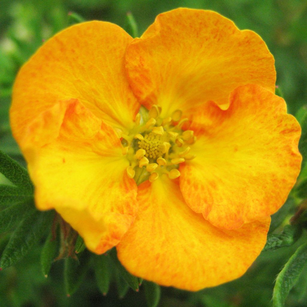 Potentilla fruticosa Tangerine - Potentille arbustive 