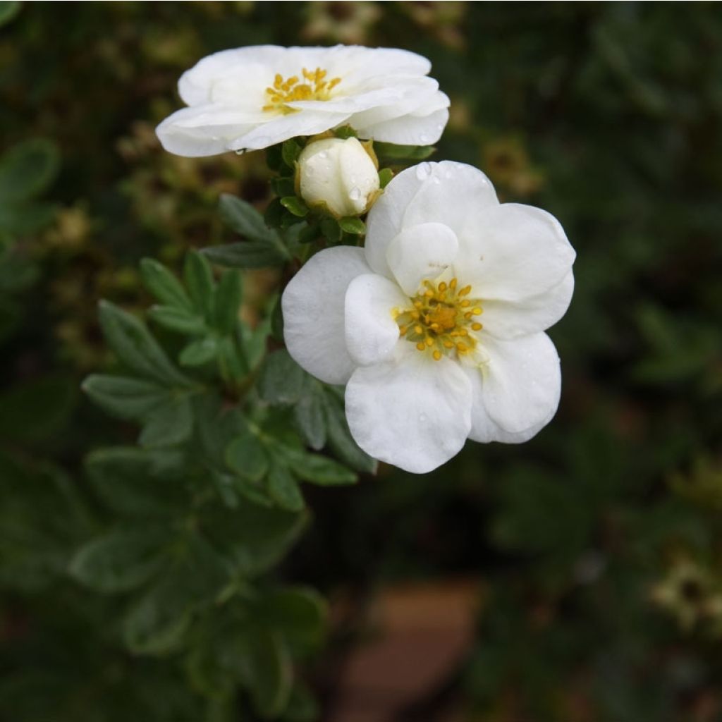 Potentilla fruticosa Creme brulée- Potentille arbustive