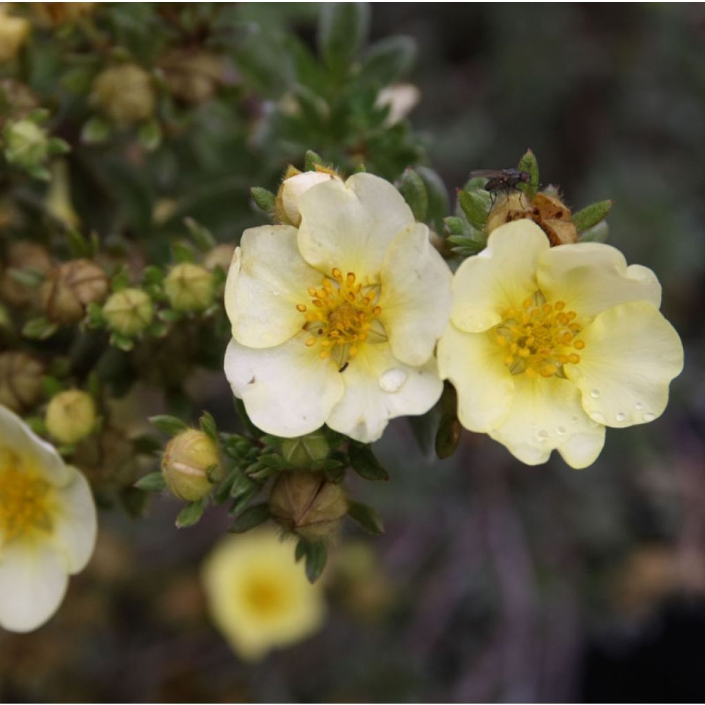 Potentilla fruticosa Primrose Beauty - Potentille arbustive