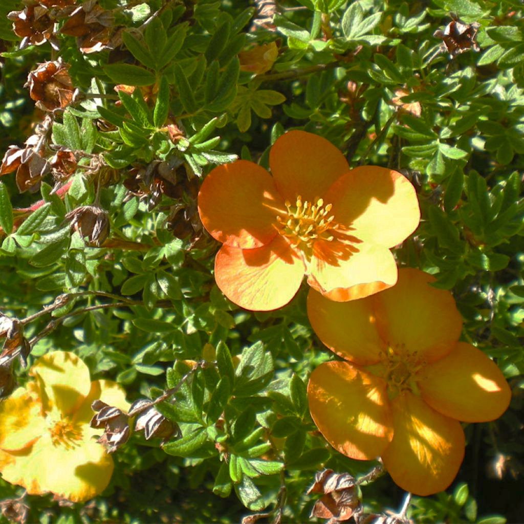 Potentille arbustive - Potentilla fruticosa Solar'issima