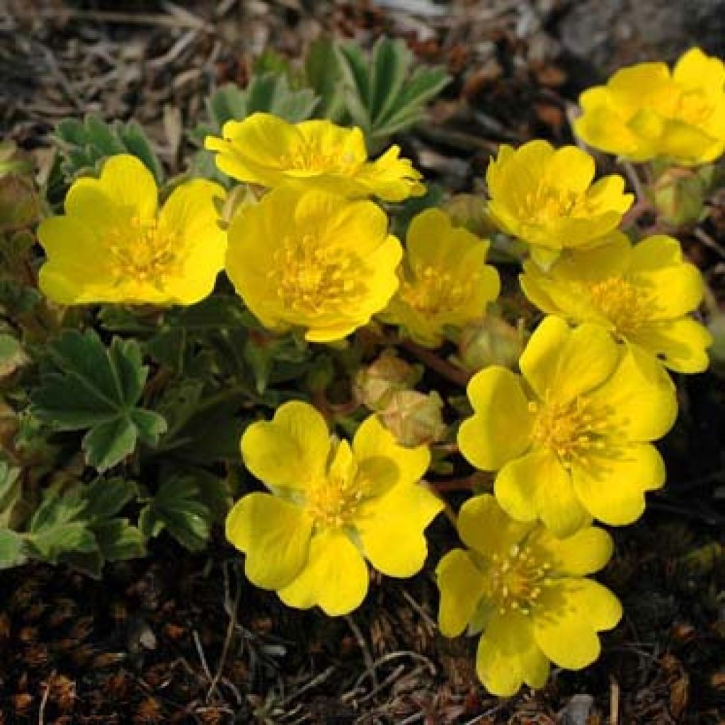 Potentille vivace - Potentilla Yellow Queen