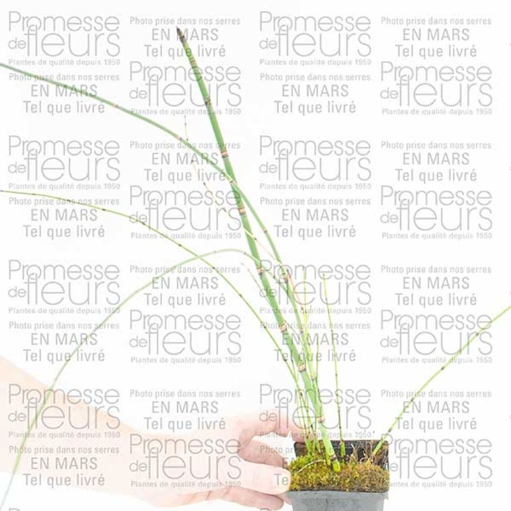 Prêle d'hiver - Equisetum hyemale