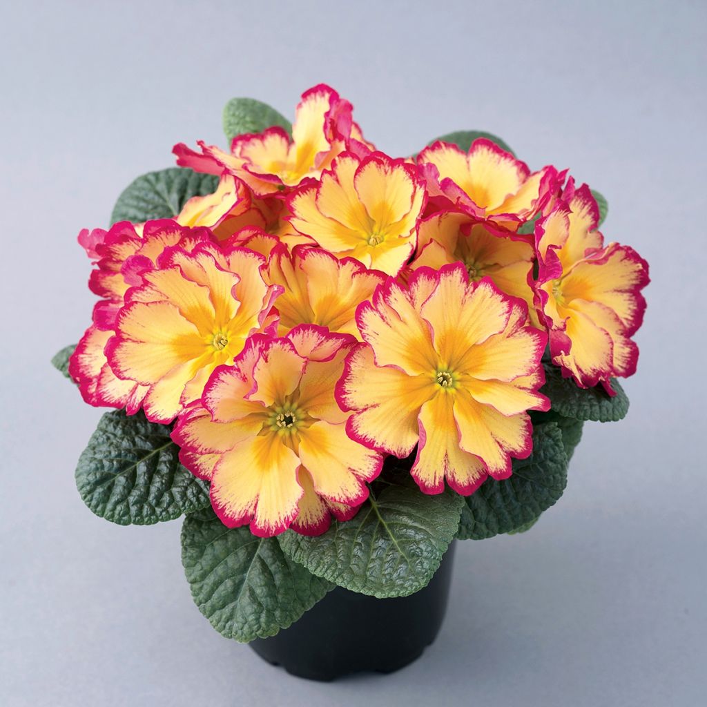 Primevère Scentsation Red Cream - Primula vulgaris