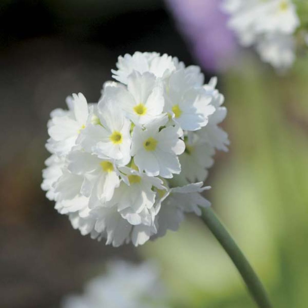 Primevère - Primula denticulata Alba