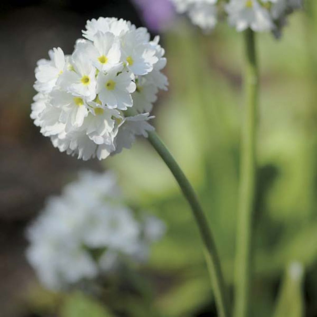 Primevère - Primula denticulata Alba