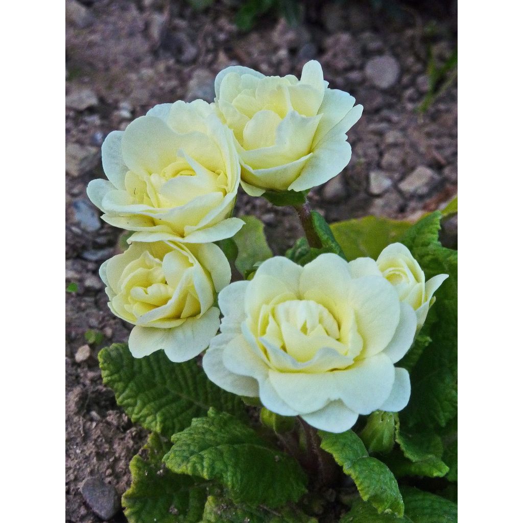 Primevère double Belarina Cream - Primula vulgaris 