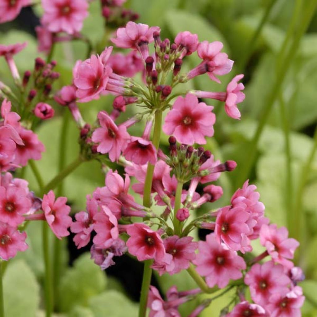 Primevère candélabre - Primula japonica Miller s Crimson