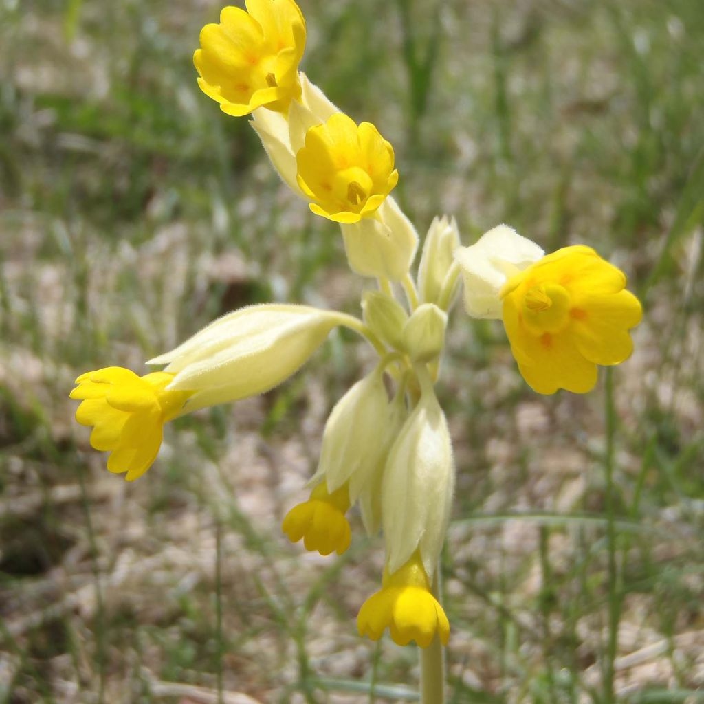 Primula veris - Primevère officinale, Coucou