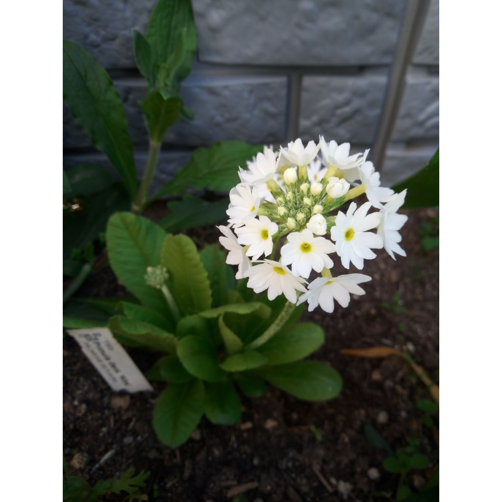 Primevère - Primula denticulata Alba